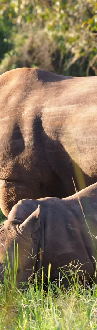 Ziwa Nashorn Schutzgebiet